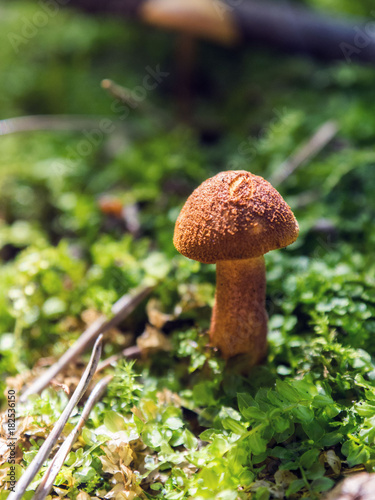 Mushroom in the forest. Beautiful sunlight on the green moss.