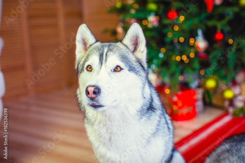 Siberian hussy dog close-up on a New Year tree background. Christmas