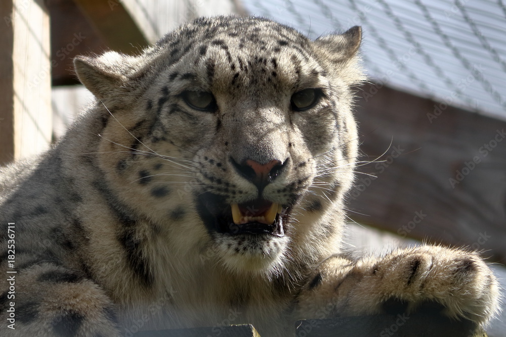 Naklejka premium snow leopard
