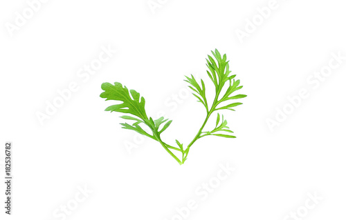 Green coriander leaves close-up  isolation on a white background