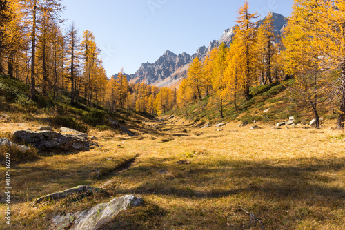 Scenic and colorful larches forest mountain landscape in sunny autumn winter morning outdoor