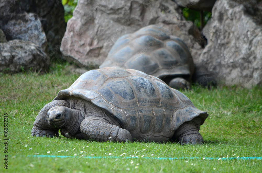 Fototapeta premium Turtle Huge in the grass