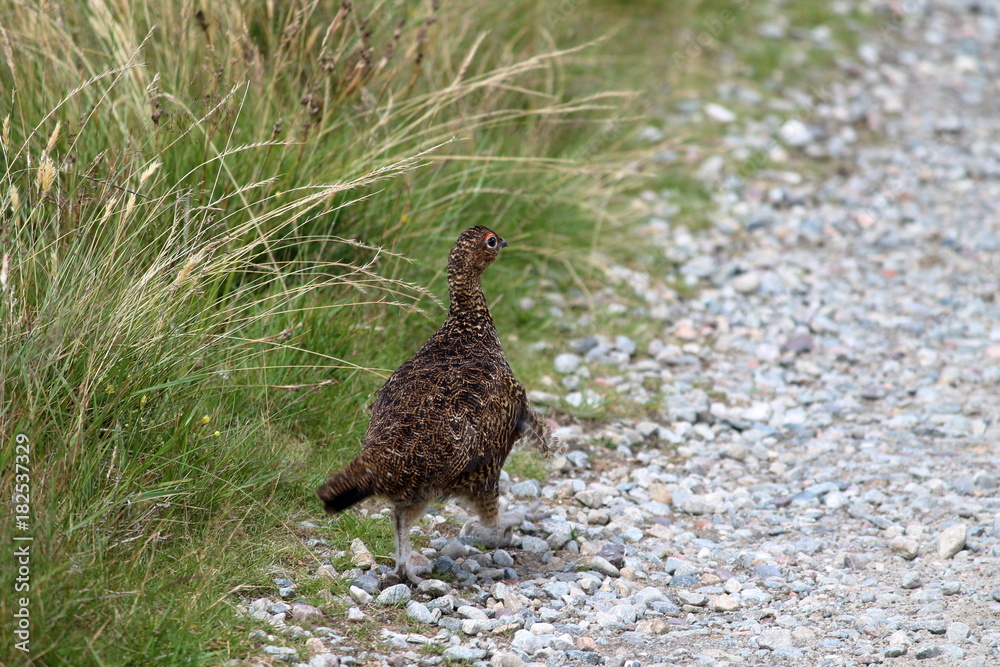 Obraz premium red grouse