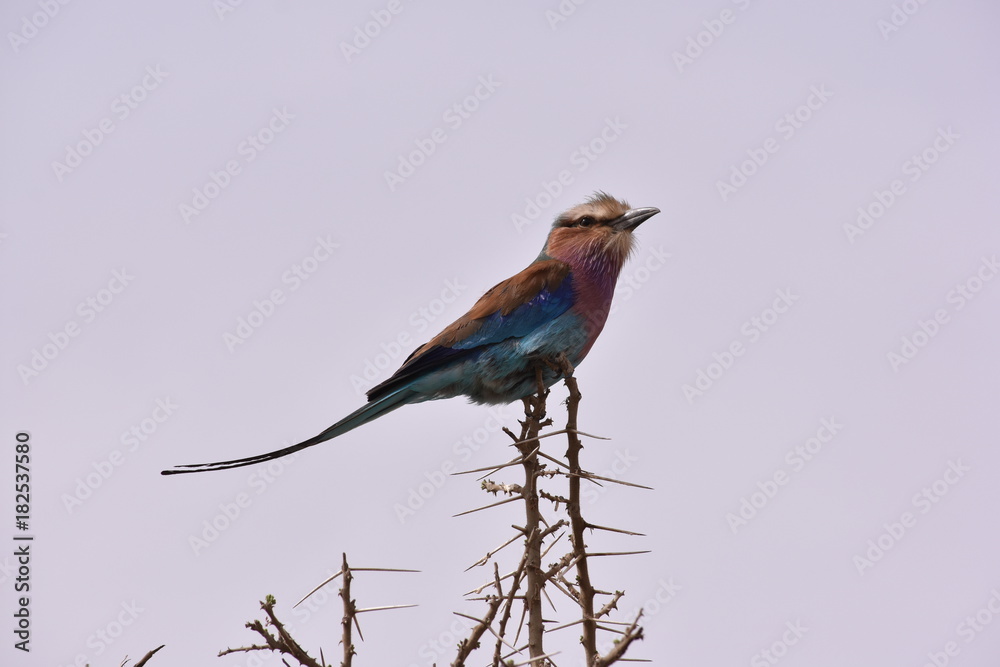 Vogel auf Baum Vogel auf Baum