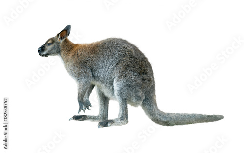 rock wallaby isolated