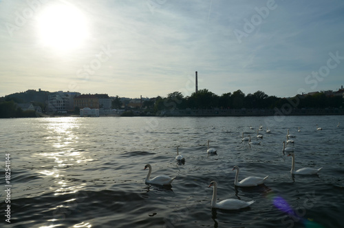 Swan on the Vltava river