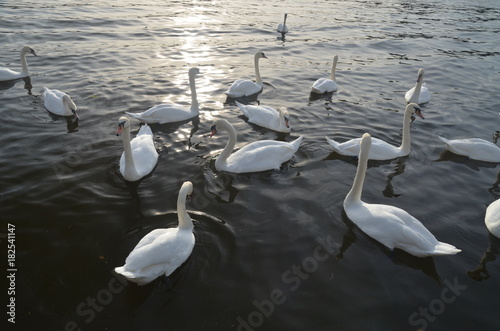  Swans on the lake