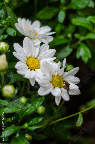 lindas flores do jardim