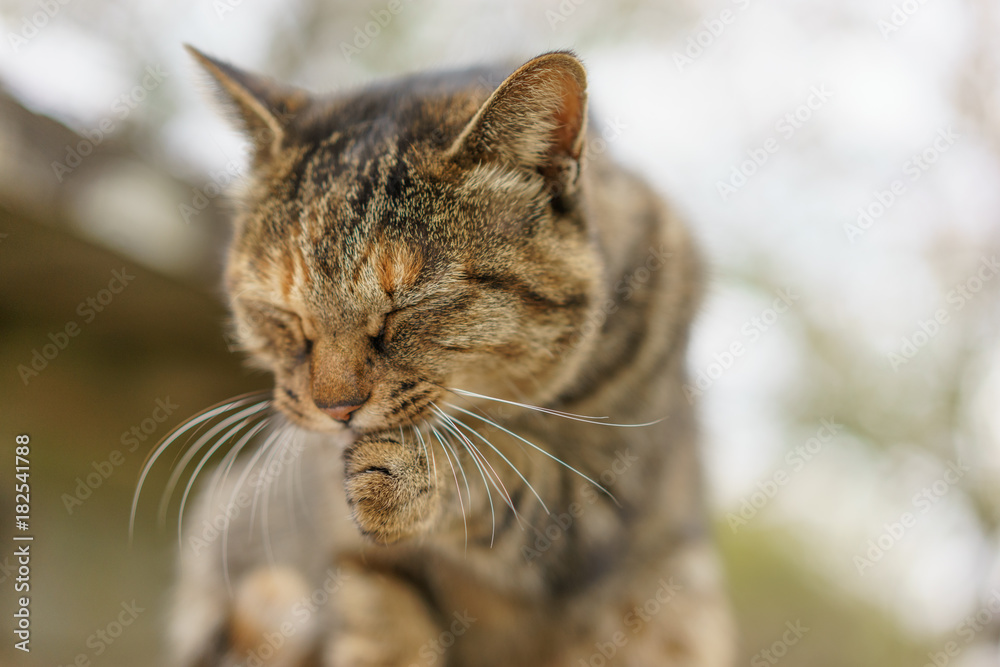 Cat licking Cat licking