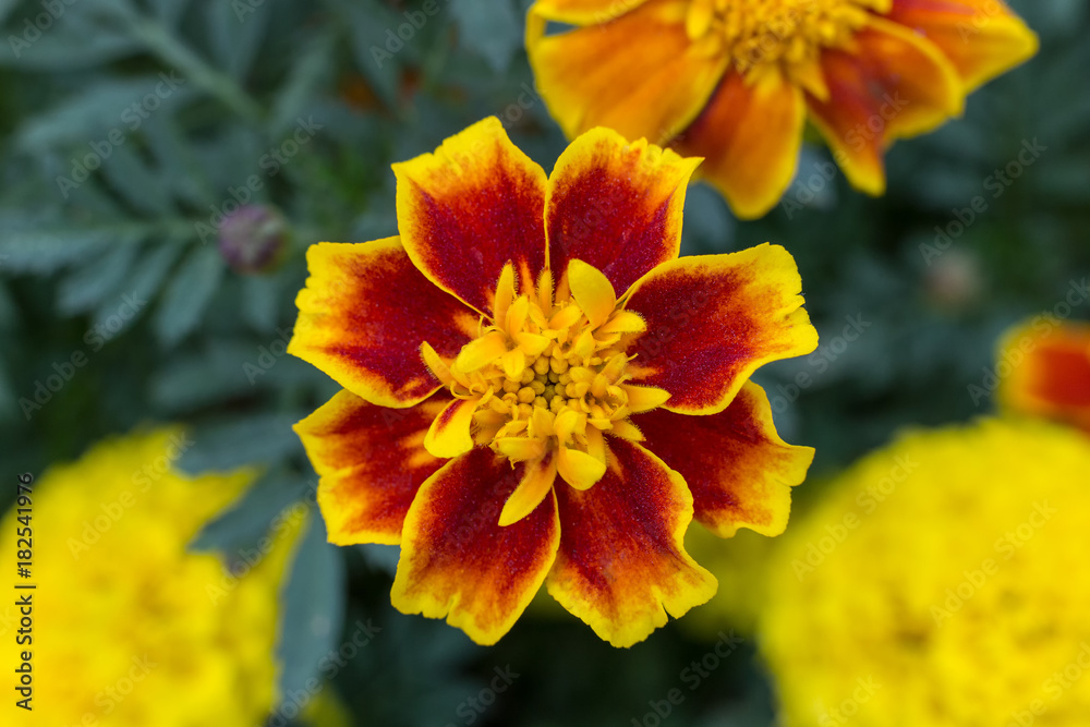 nature yellow marigolds, Red Marietta on green leaves nature yellow marigolds, Red Marietta on green leaves