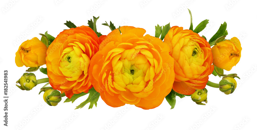 Orange ranunculus flowers and leaves composition Orange ranunculus flowers and leaves composition