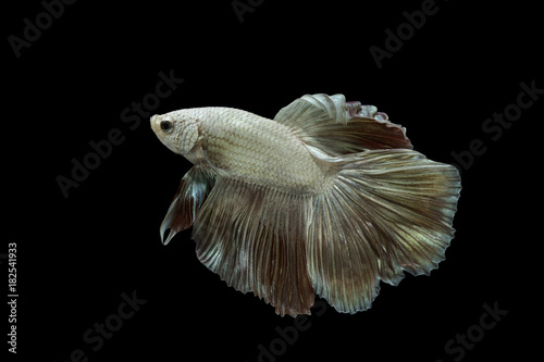 isolated white siamese, betta fish on black background with paths © aum1956