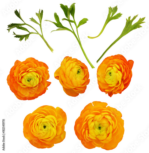 Fototapeta Naklejka Na Ścianę i Meble -  Set of orange ranunculus flowers and leaves