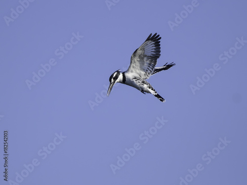 Pied Kingfisher Hovering