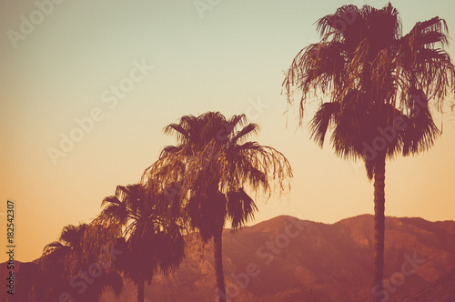 Row Of Palm Trees and Mountains at Sunset Palm Springs photo