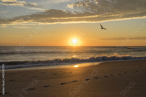 Sunrise with a seagull in Florida