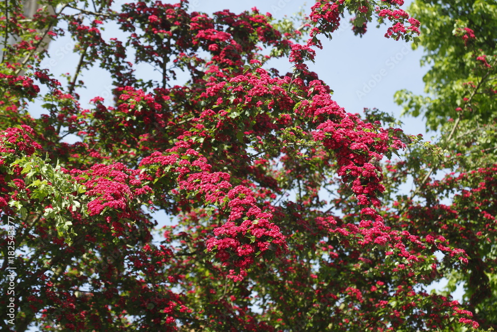 rote Baumblüten auf  Baumzweigen