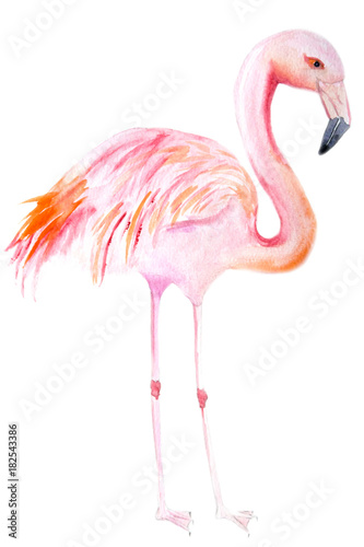 flamingo watercolor