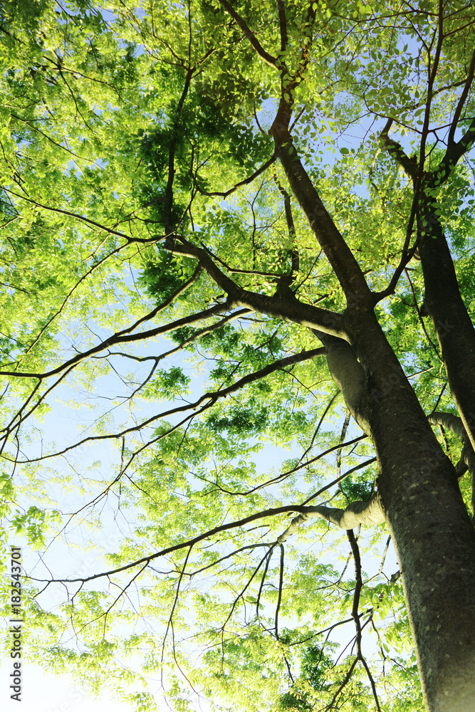 Fototapeta premium 木々の緑と青空
