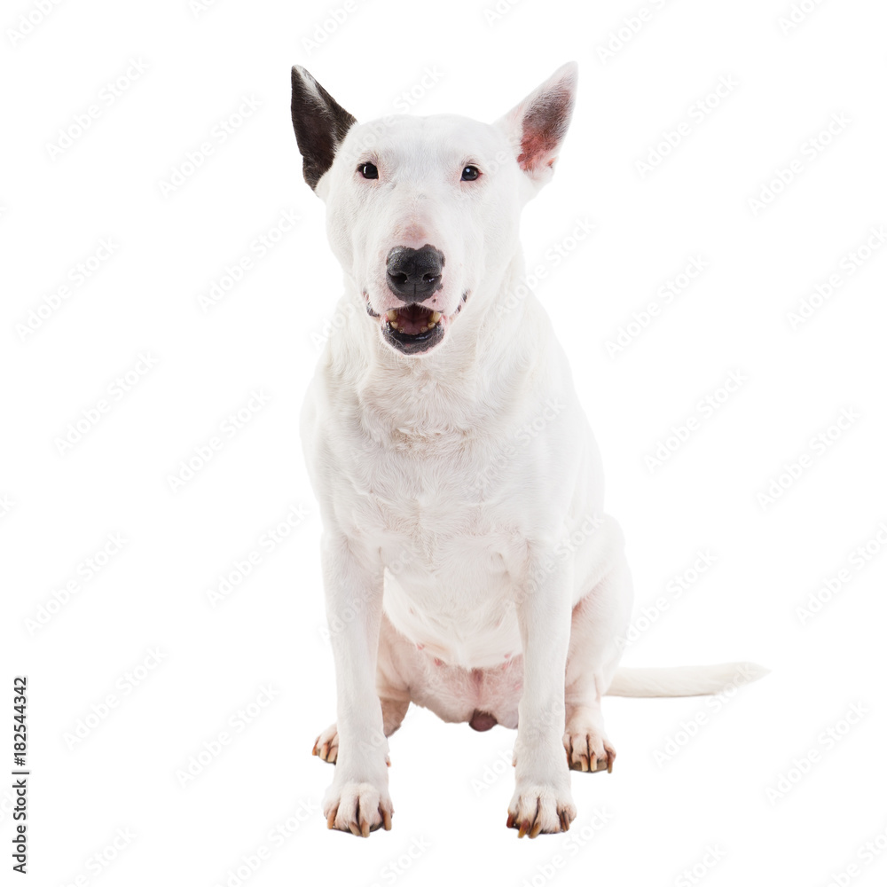 bull terrier on a white background in the studio.