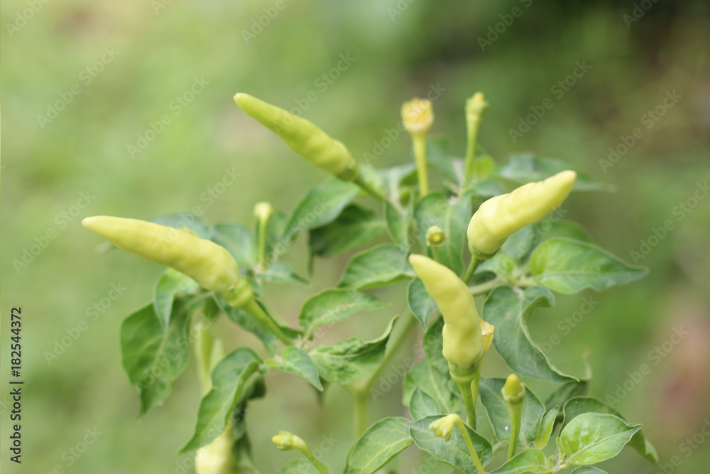 green chili peppers on the tree in garden. green chili peppers on the tree in garden.