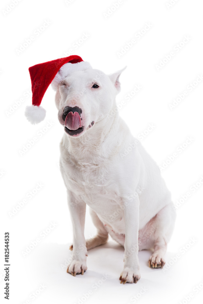 bull terrier in a Christmas red hat on a white background in the studio.