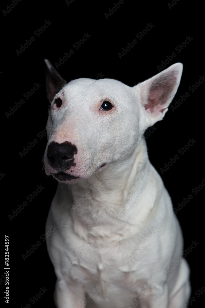 portrair of a bull terrier on a black  background in the studio