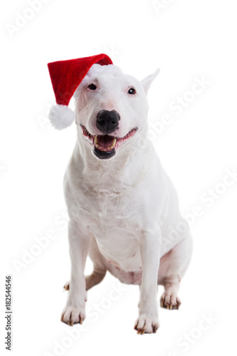 bull terrier in a Christmas red hat on a white background in the studio.