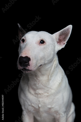 portrair of a bull terrier on a black background in the studio