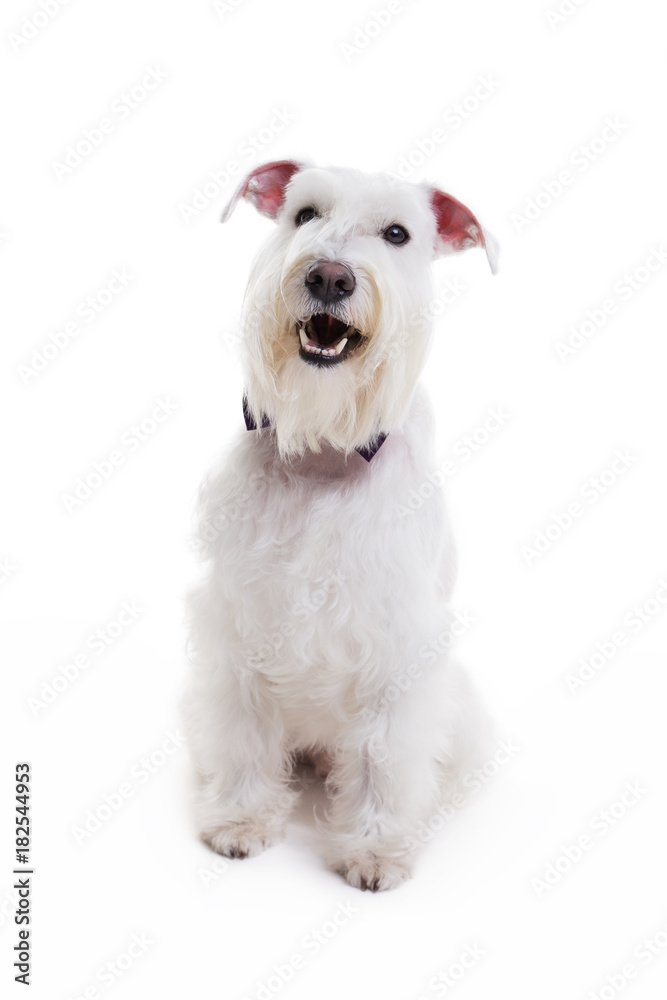 portrait of a miniature schnauzer on a white background in studio isolate. portrait of a miniature schnauzer on a white background in studio isolate.