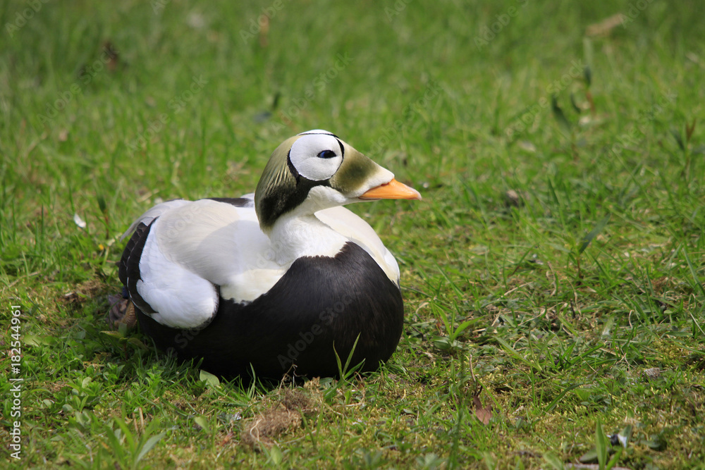 Eiderente, Somateria mollissima, sitzt im Gras Eiderente, Somateria mollissima, sitzt im Gras