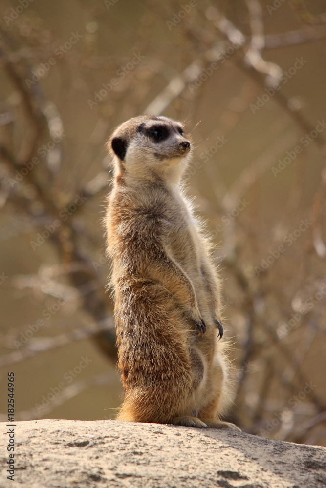 Fototapeta premium Erdmännchen, Suricata suricatta, als Wachposten