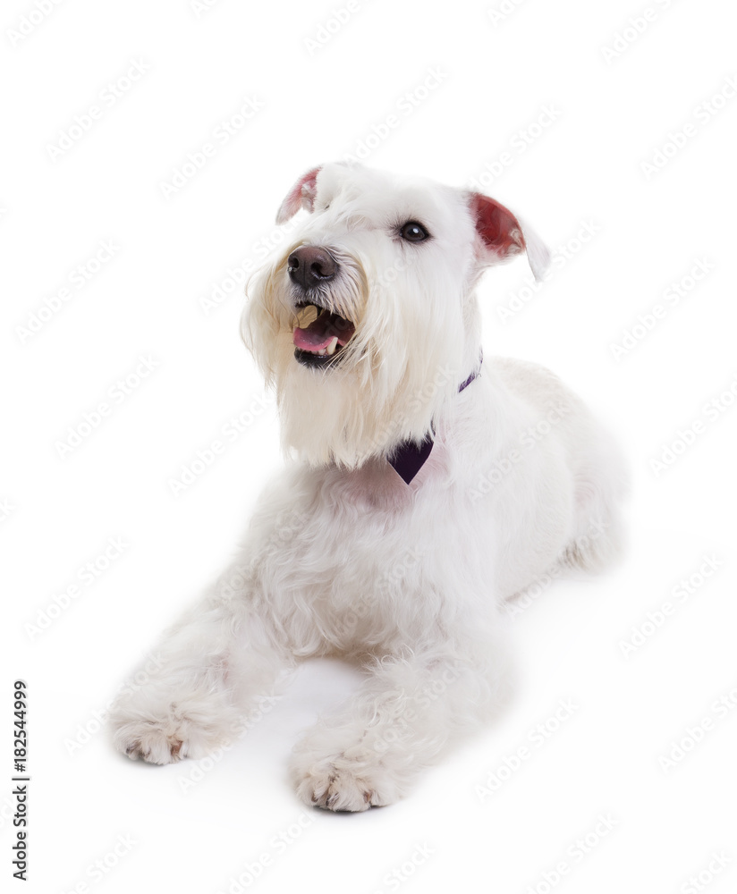 portrait of a miniature schnauzer on a white background in studio isolate. portrait of a miniature schnauzer on a white background in studio isolate.