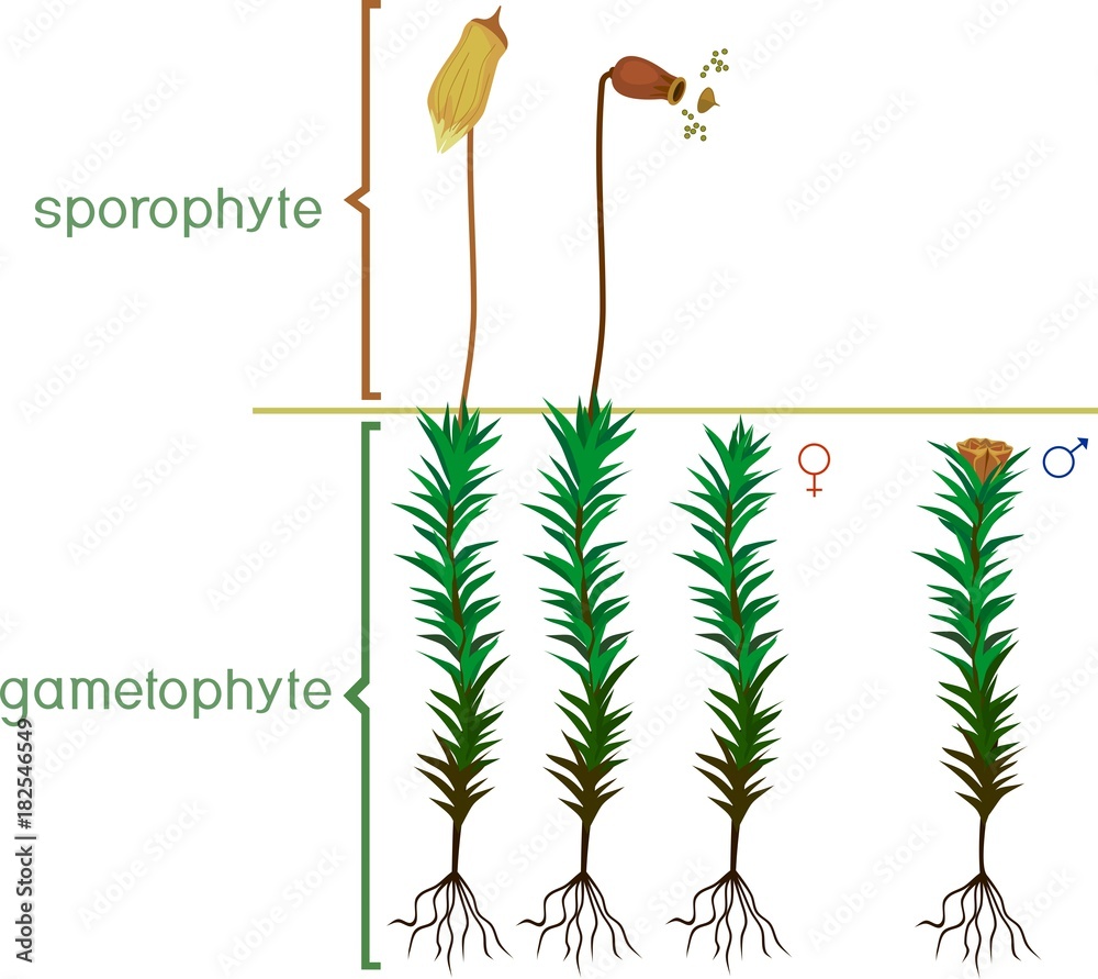 Structure of haircap moss (gametophyte with sporophyte) with titles. Male and female plants