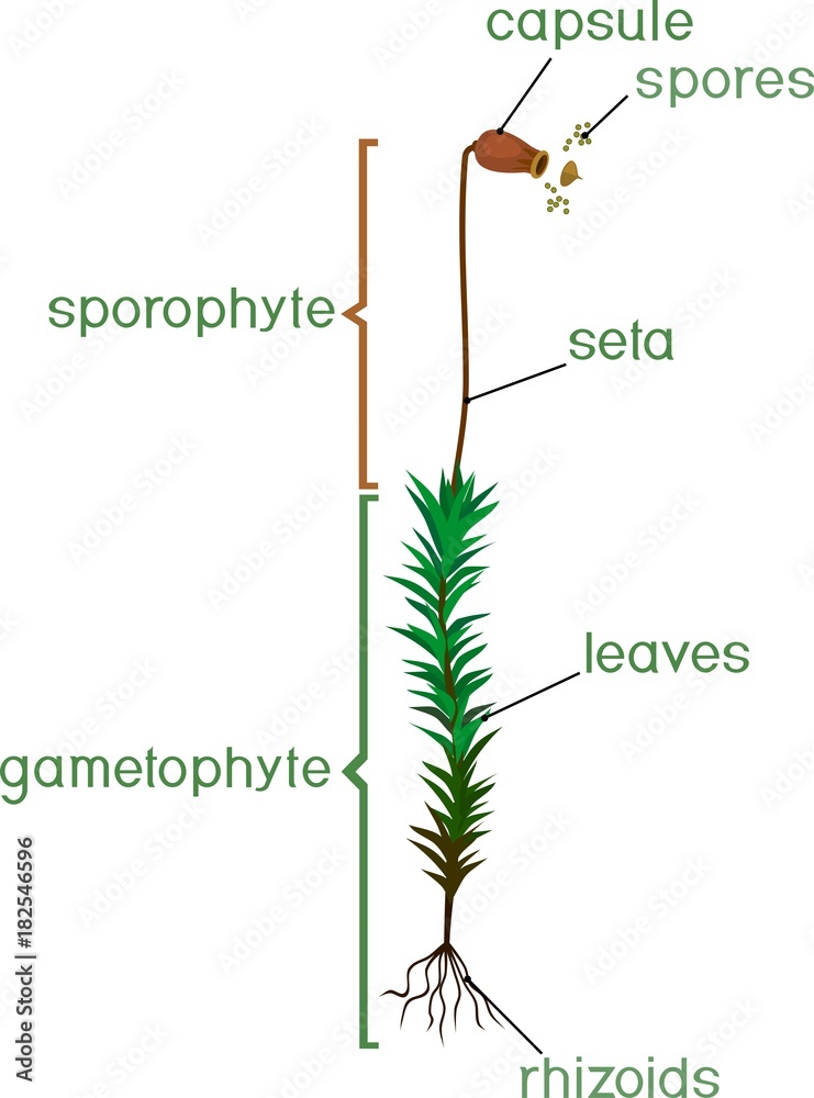 Structure of female plant haircap moss (gametophyte with sporophyte