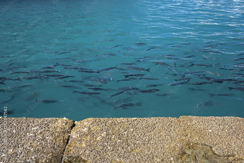 fish in turquoise water