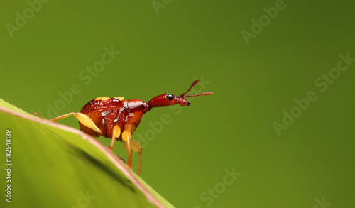 Beetle Long Neck