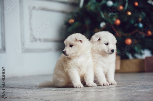 Cute samoed puppies near a Christmas tree. New Year.