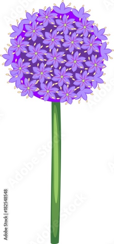 Flower of ornamental onion on white background