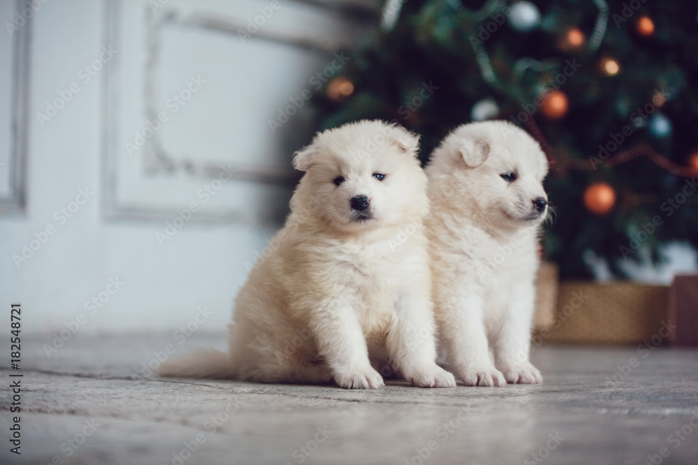 Cute samoed puppies near a Christmas tree. New Year. Cute samoed puppies near a Christmas tree. New Year.