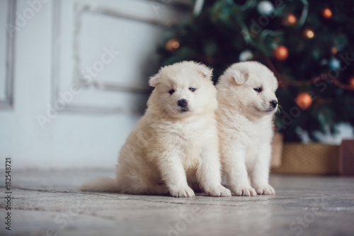 Cute samoed puppies near a Christmas tree. New Year.