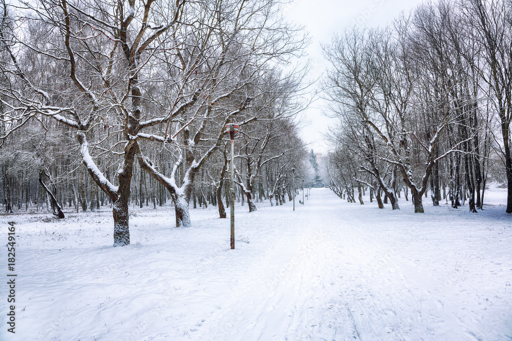 Snow-covered trees in the city park Snow-covered trees in the city park