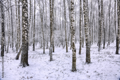 Frozen birch forest landscape