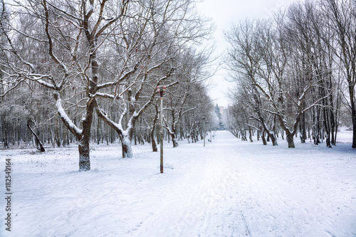 Snow-covered trees in the city park © pilat666