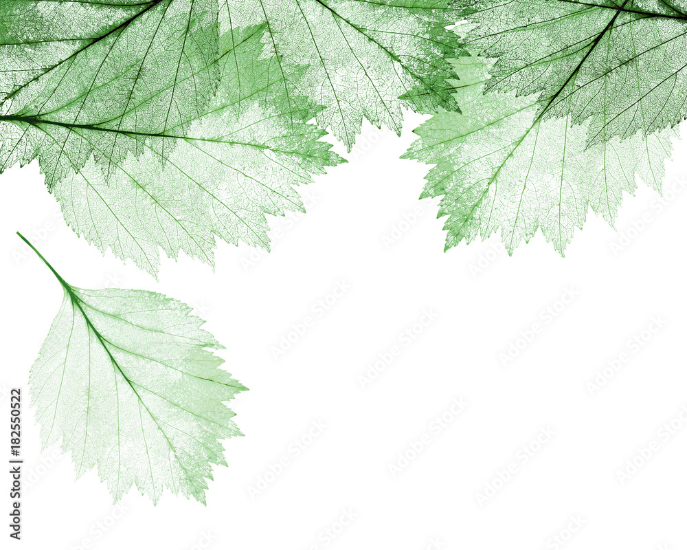green leaves skeletons isolated on white green leaves skeletons isolated on white