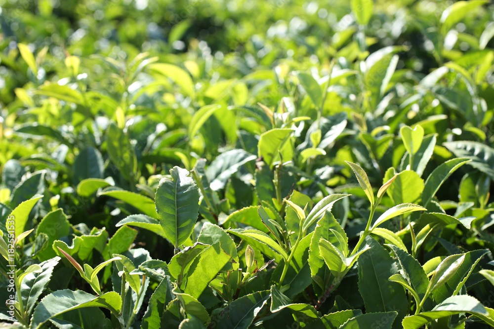 Green tea leaves. Tea plantation