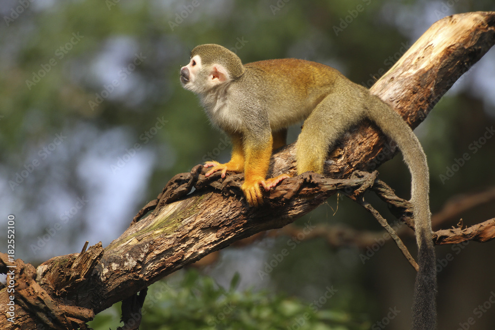 Grüne Meerkatze, Chlorocebus, sitzt auf Ast Grüne Meerkatze, Chlorocebus, sitzt auf Ast
