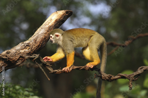 Grüne Meerkatze,  Chlorocebus, klettert am Ast