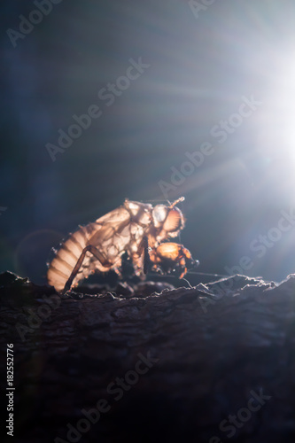 Cicada larvae on an evening tree in Surat Thani Thailand