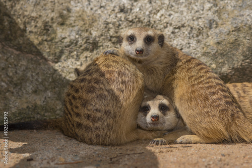 Lovely family of meerkat